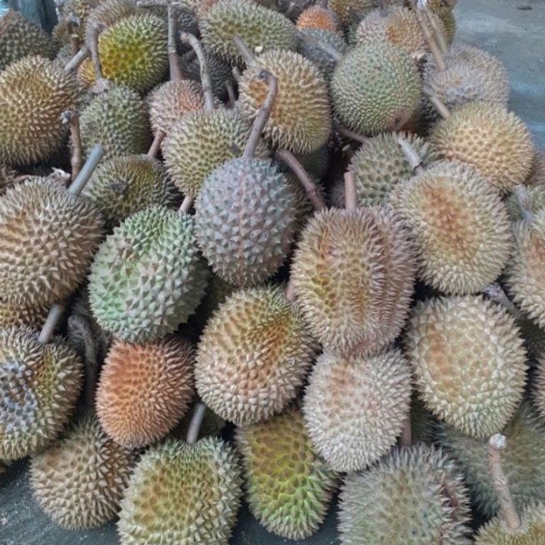 Durian Petruk Utuh Berat -+ 1,5 Kg