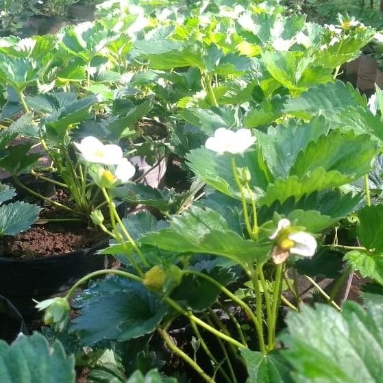 Terlaris bibit tanaman strawberry nyoho buah manis sukses