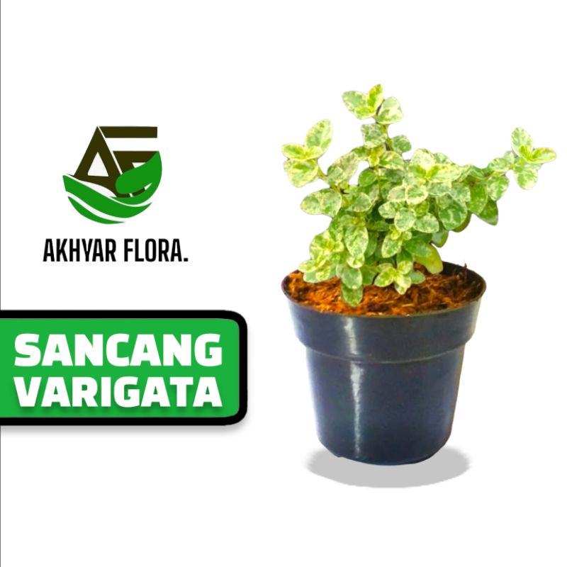 Tanaman Hias Sancang Varigata Bahan Bonsai Tanaman Sancang Variegata