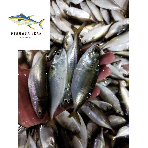 

Ikan Baby Kembung Segar 1~Kilogram