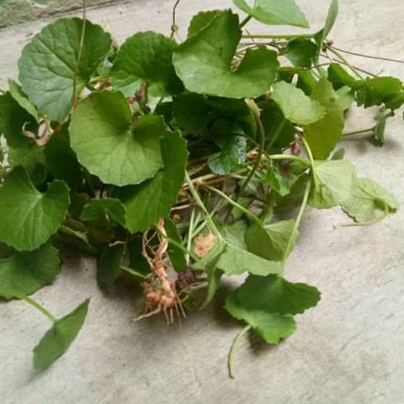 

(Terbaik) Daun pegagan,antanan segar(250gram)