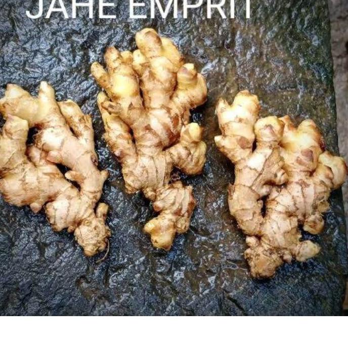 

✬ JAHE EMPRIT SEGAR SUDAH DICUCI BERSIH BERAT 1 KG ⅍