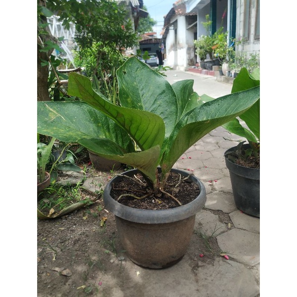 Anthurium Jemani Eka Jumbo Pesenan Om Ali