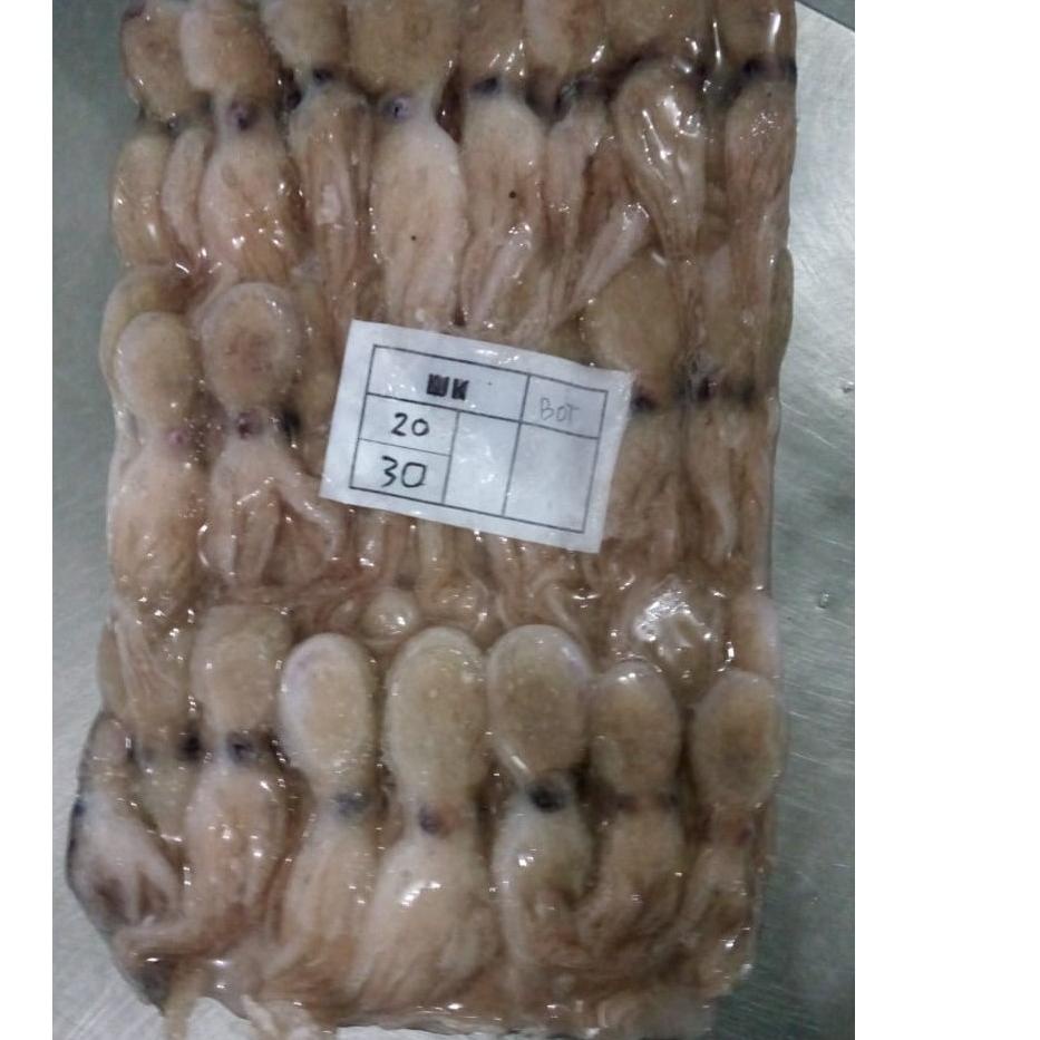 

☉ BABY GURITA SEGAR BEKUAN/OCTOPUS BABY FROZEN / GURITA KECIL / BABY OCTOPUS / FROZEN BABY @1KG ❆