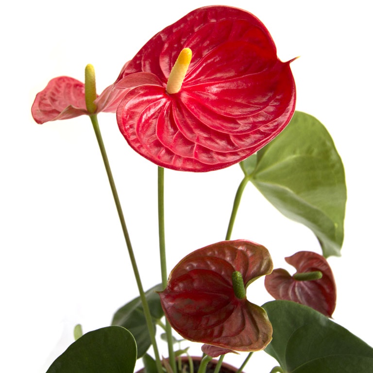 Tanaman Hias Anthurium Flamingo Merah - Bunga Anthurium - TitipBibit