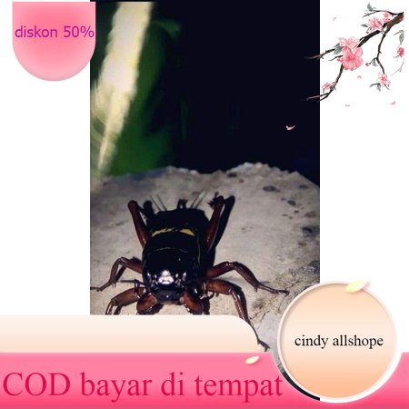 Jangkrik kalung aduan super / jangkrik aduan pilihan / jangkrik genggong / jangkrik gunung / jangkri