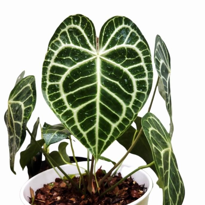 kuping gajah tarantula (Anthurium clarinervium)