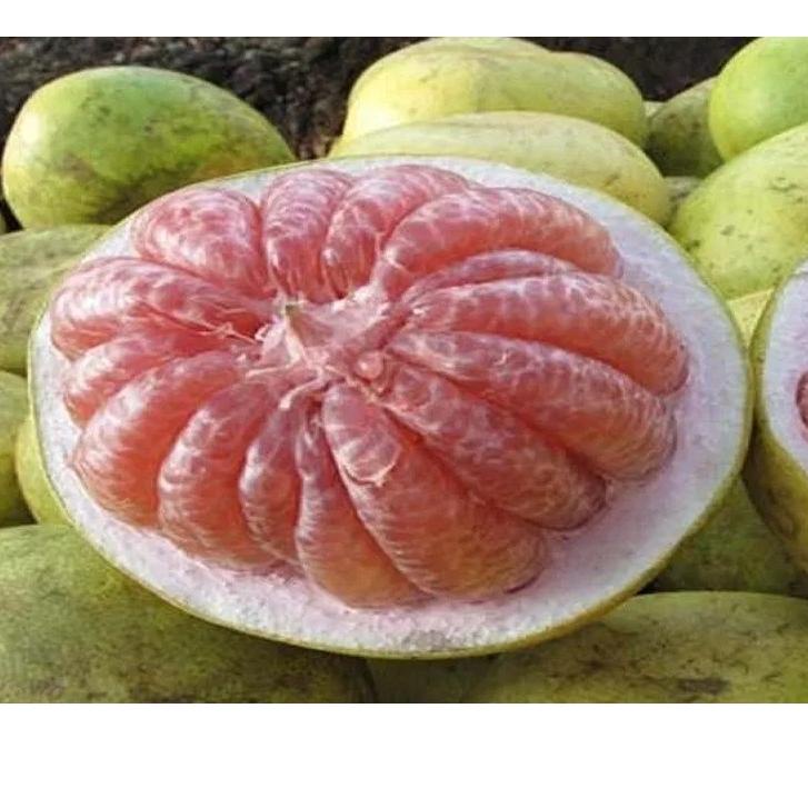

☜ Buah Jeruk Bali / Jeruk Pamelo Manis Segar Fresh ➬