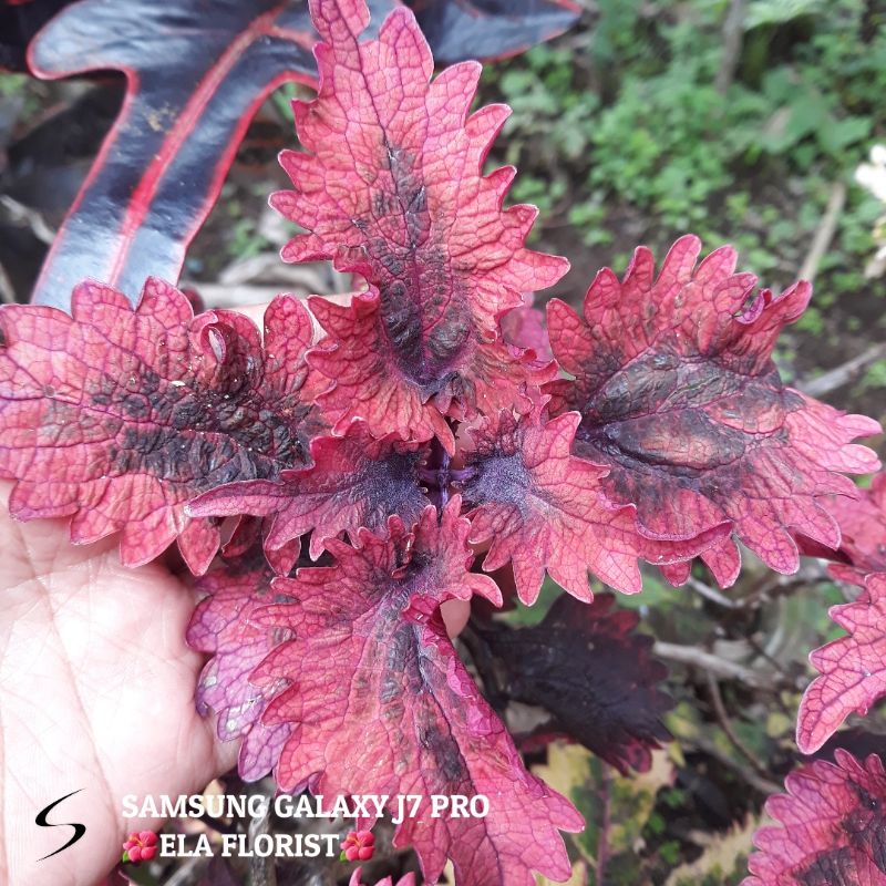 Miana Dendeng Balado Barakar (hanya melayani pengiriman pulau jawa) minimal order 60 ribu bebas berb