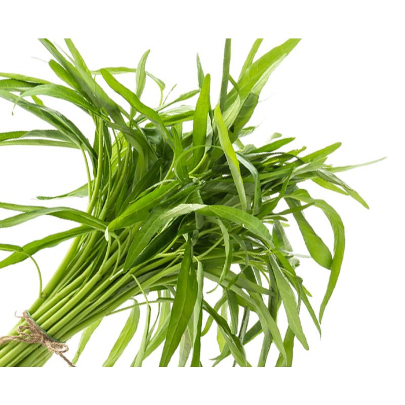 Benih kangkung daun sempit