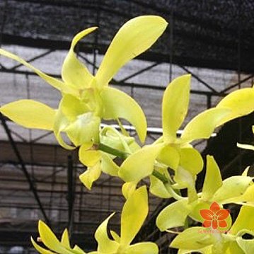 Dendrobium big jumbo rabbit yellow - Anggrek dendro