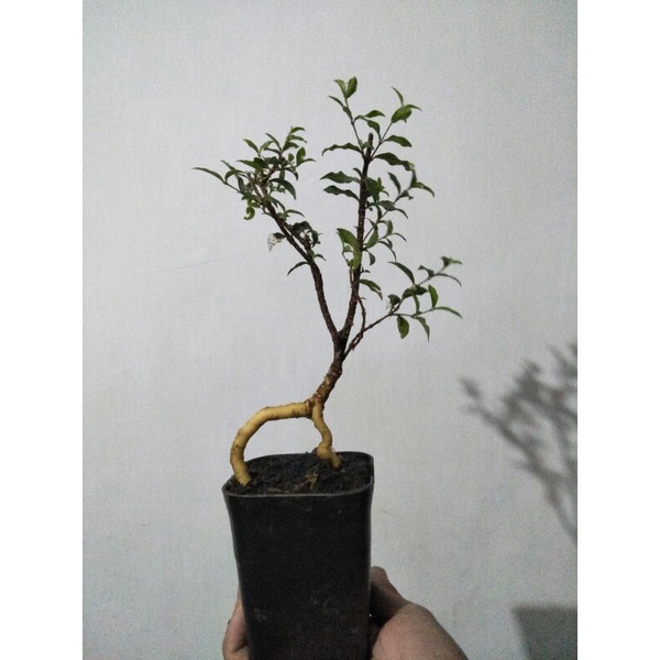 tanaman bahan bonsai sakura micro (bahan unggul mudah di bentuk) - TitipBibit