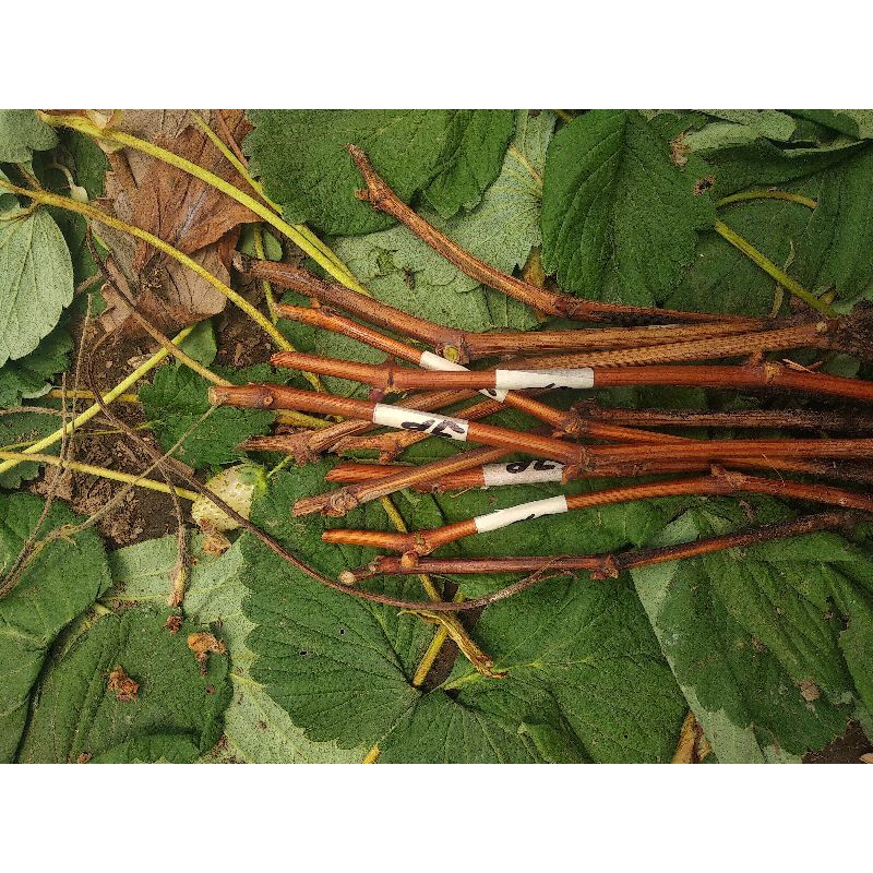 cutting anggur import Jupiter/8 cutting