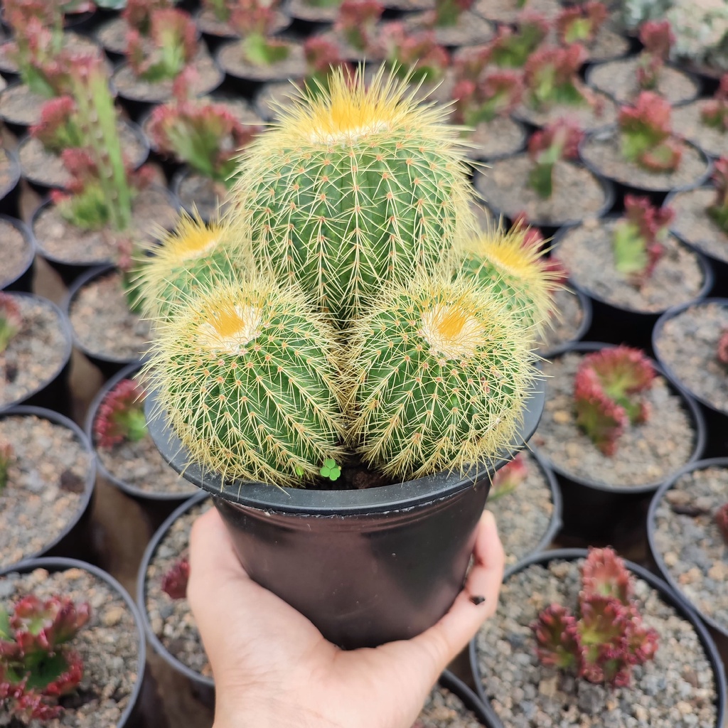 Notocactus Leninghausi Cluster Ownroot | D 12cm | Kaktus