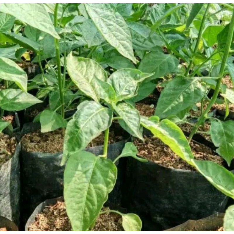 Bibit Pohon Cabai - Pohon Cabai Setan