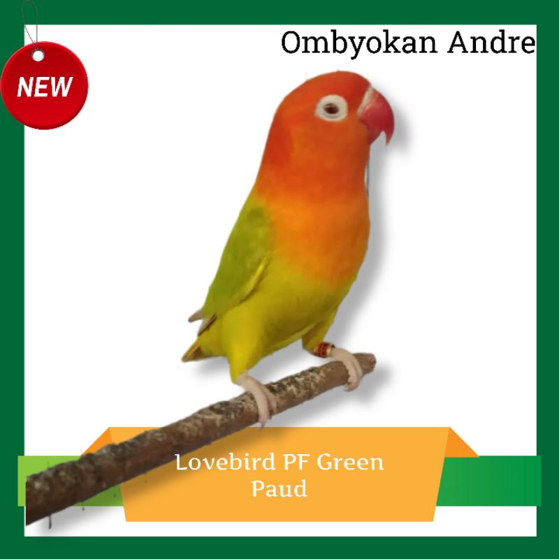 Lovebird PF Gren paud