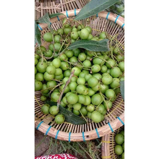 buah gandaria buah jatake muda mentah langsung petik 500 gram