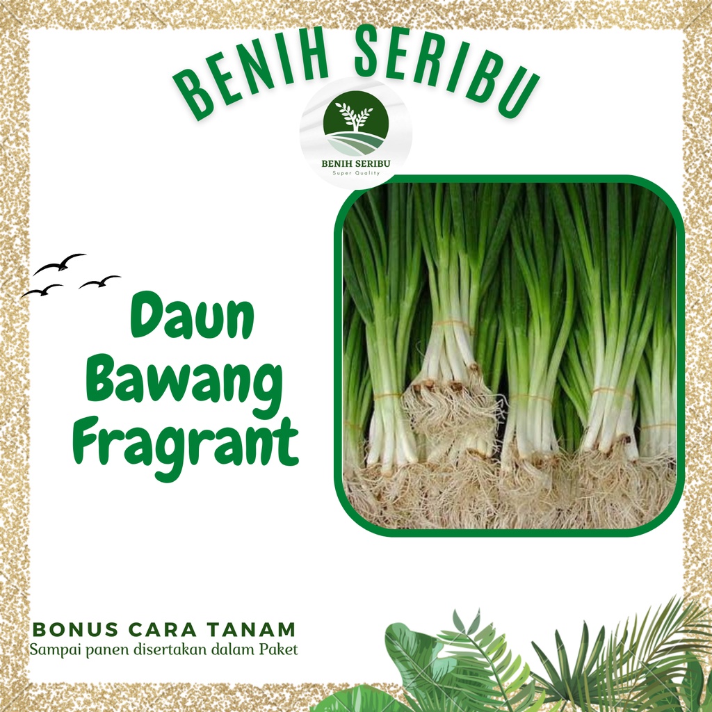 Jual 50 Biji Benih Daun Bawang Fragrant Bibit Seed Benih Daun Bawang