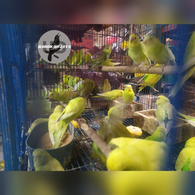 burung parkit lokal wara bisa custume