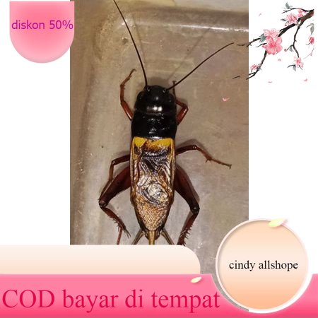 jangkrik kalung aduan