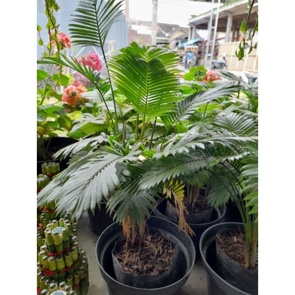 Tanaman Hias Palem Paris(calamus cillaris) - TitipBibit