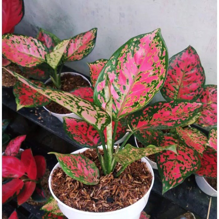 jual aglonema dud anjamani / dud anjamani