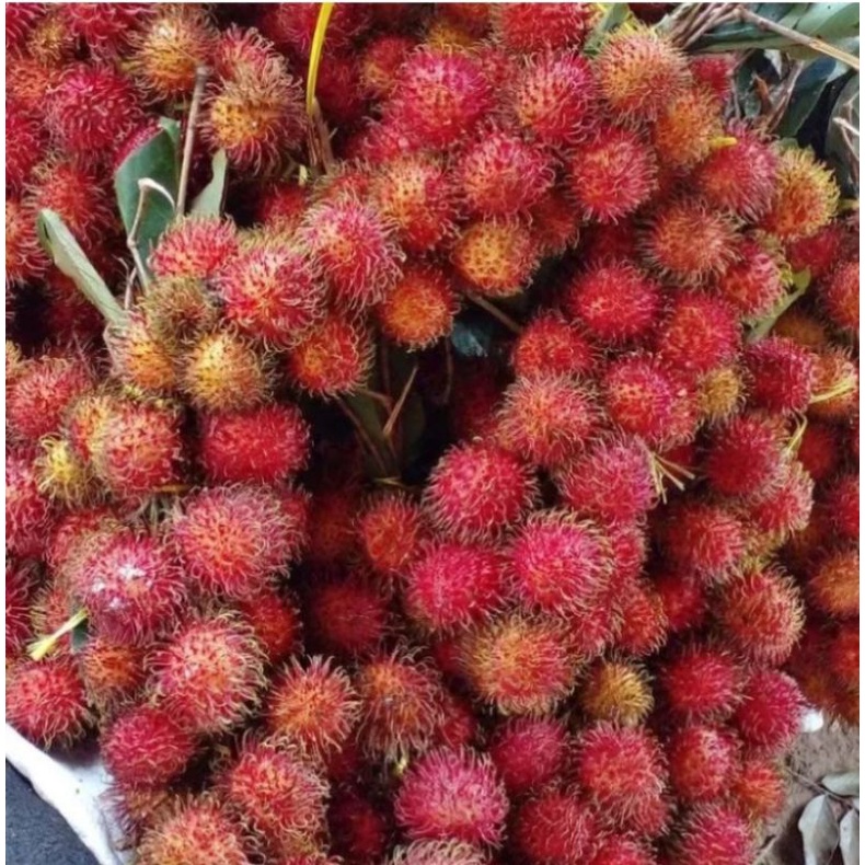 

Buah Rambutan segar manis 1kg