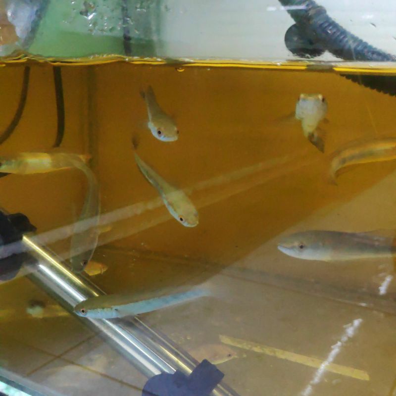 MARU YS 10cm SORTIRAN Bar Rapi Simet