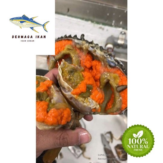 

Kepiting Telor Hidup 1~Kilogram