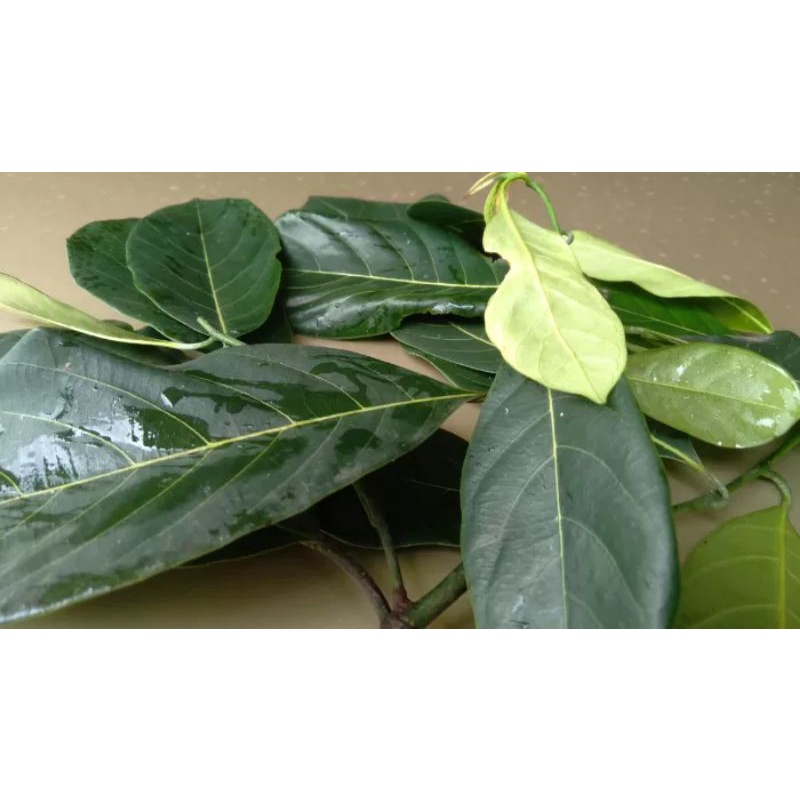 

50 lembar daun nangka segar untuk diabetes.