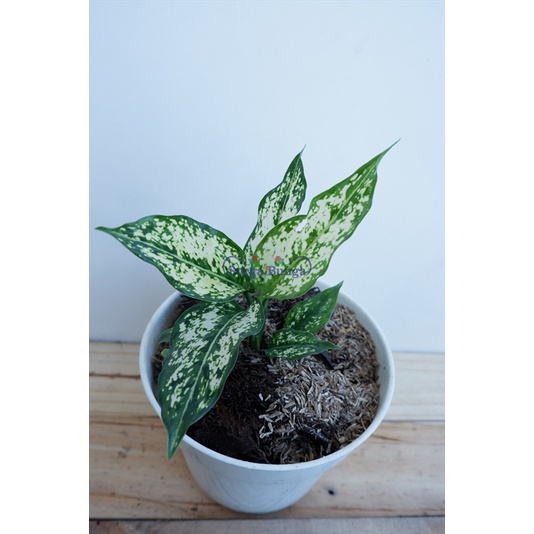 Pohon Aglonema Snow White snowhite Tanaman Hias Bunga Aglaonema - tanaman daun Bergaransi - TitipBibit