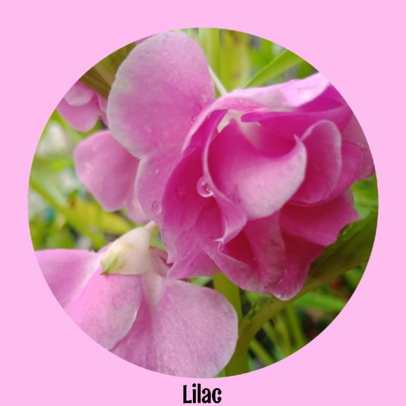 Biji bunga pacar air tumpuk (balsamina impatiens) warna lilac