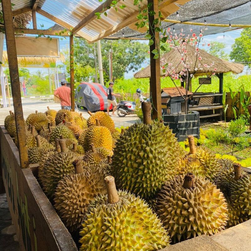 Bibit Durian D24 Batang Besar Ukuran 1 Meter Siap Berbuah