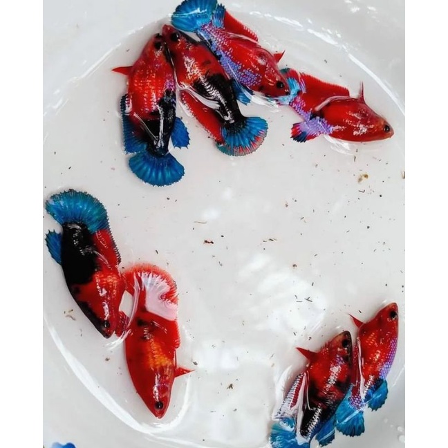 Cupang Female Hellboy bold Grade Full egg usia 4 bulan size  S++/M warna Blok