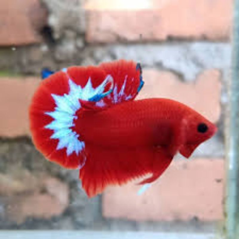 Cupang Hellboy Corak Variasi Tersedia Jantan dan Betina Cocok Untuk Hiasan