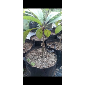 10 Bibit mamey sapote stabil di pot gratis buah mamey sapote
