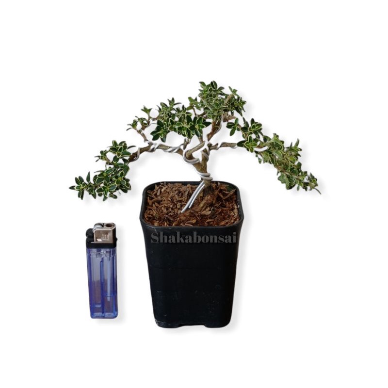 Bonsai hingkip mirten variegata  (Malphigia coccigera) mirten varigata Sudah berkawat - floristajava