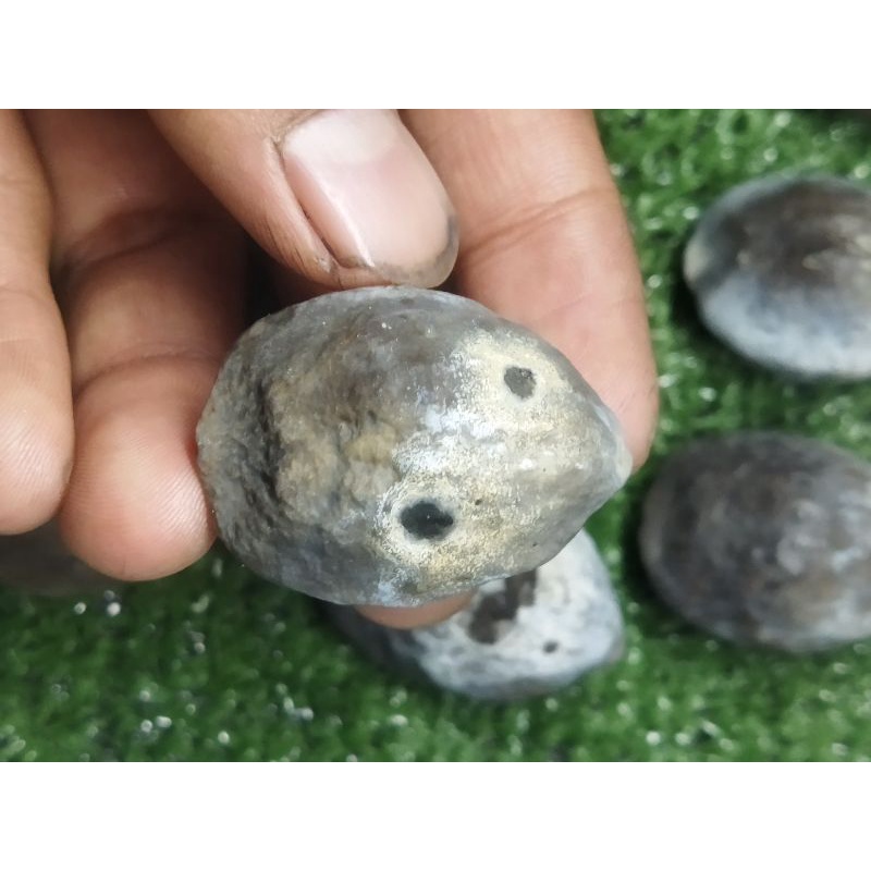 Muncang Adu kemiri adu Jayanti jawa