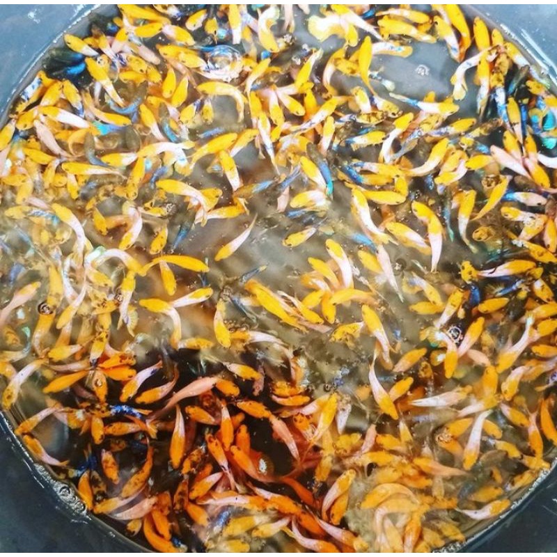 Cupang Hias Female Yellow Fancy x yellow Hellboy Usia 3/4 bulan (Full egg)