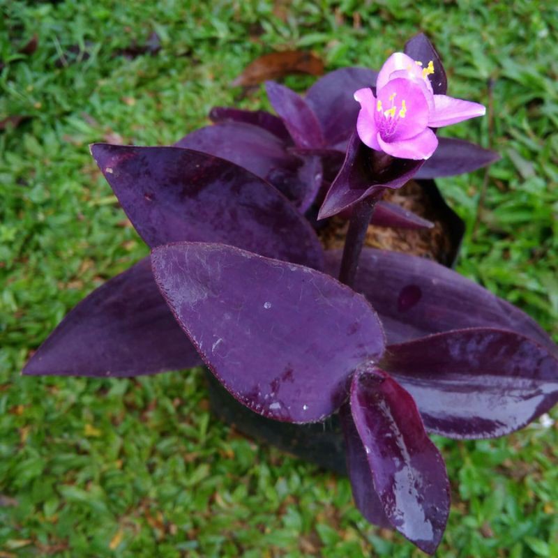 tanaman/pohon hias adam hawa unggu