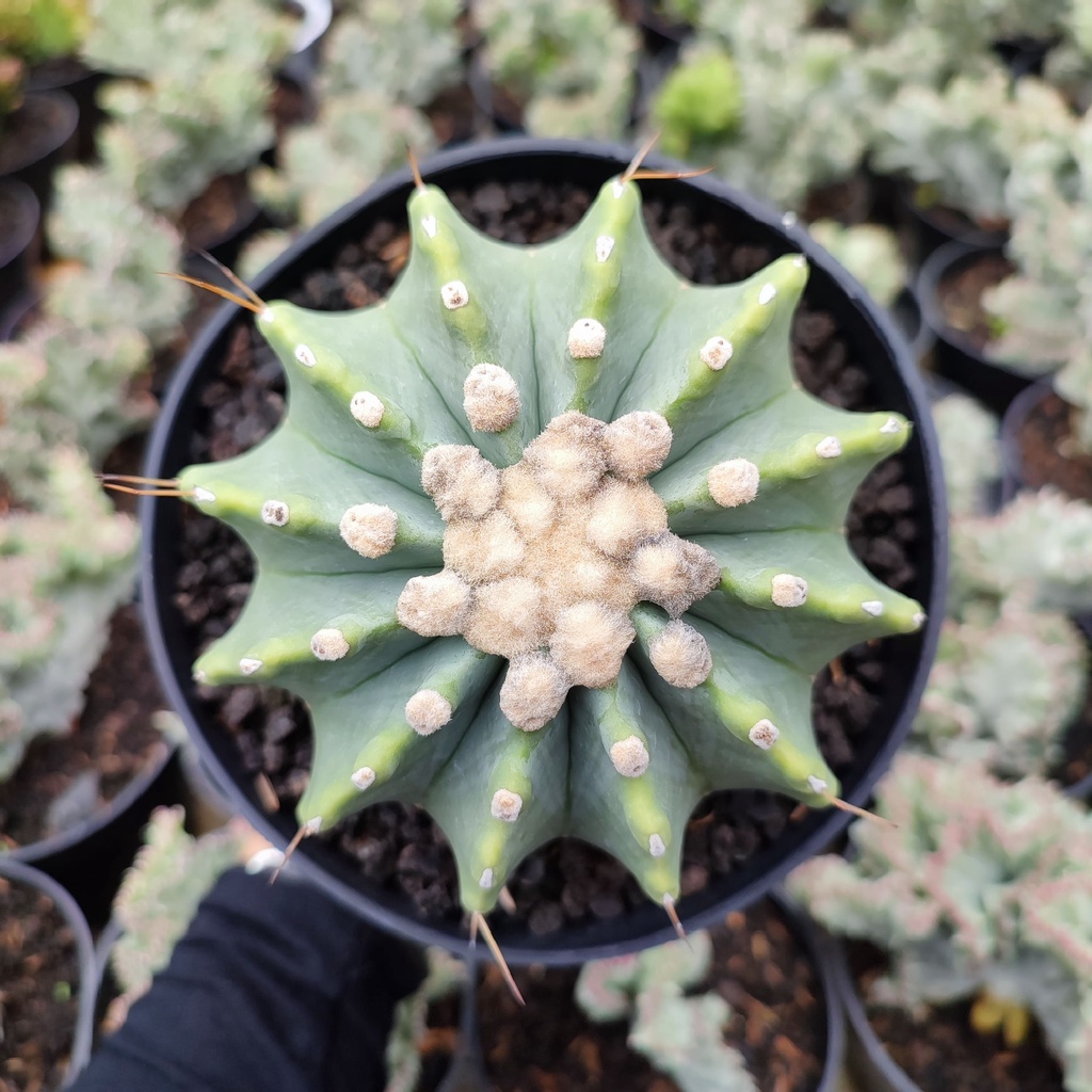 Ferocactus Glaucescens | D 12 Cm | Kaktus