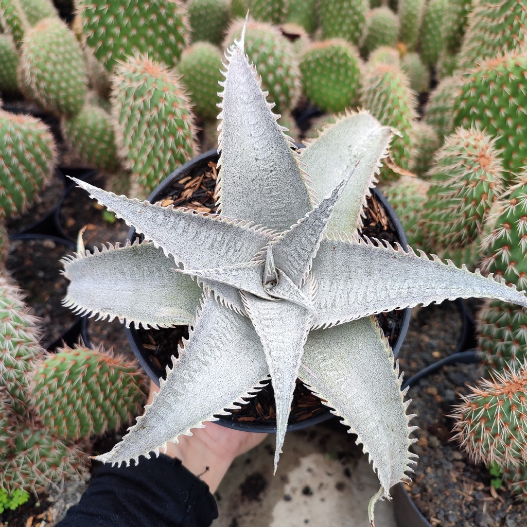 Dyckia Marnier | D 12 Cm | Kaktus