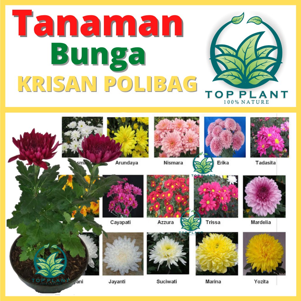 Paket 10 Bibit Krisan (chrysanthemum)Aster Polybag Berbunga - Bibit Bunga Hidup