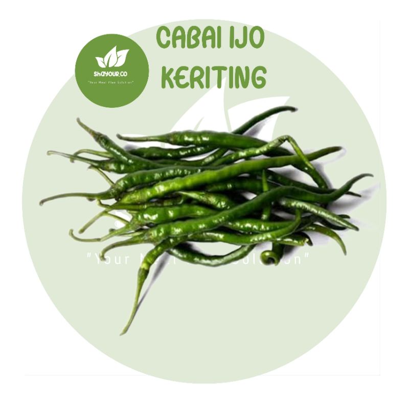 

Cabe ijo keriting / cabai ijo / cabe hijau - shayour.co