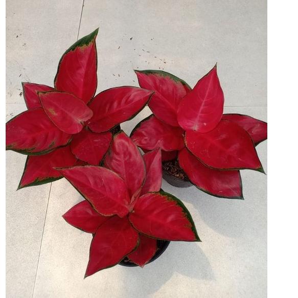 ❄ SUKSOM JAIPONG STANG PENDEK - Tanaman Hias Aglonema / Aglaonema Ω