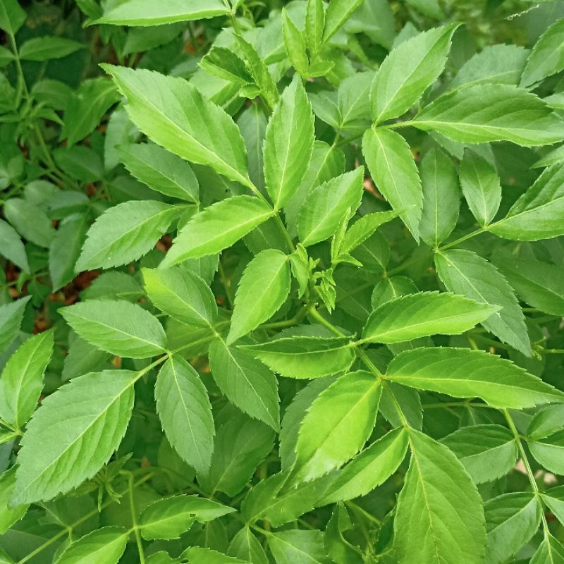 

Daun Cimande, Daun Untuk Patah Tulang 250 gram