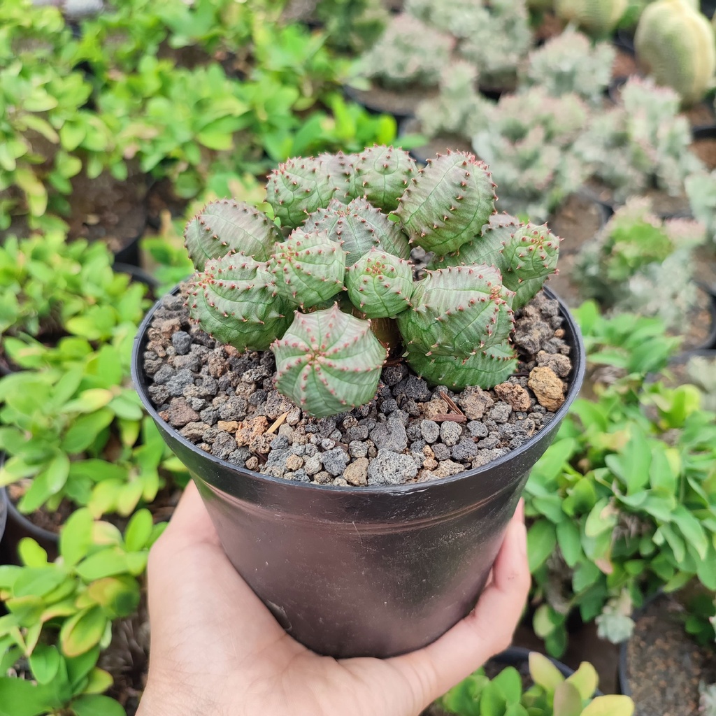 Euphorbia Pseudoglobos | D 10 Cm | Kaktus