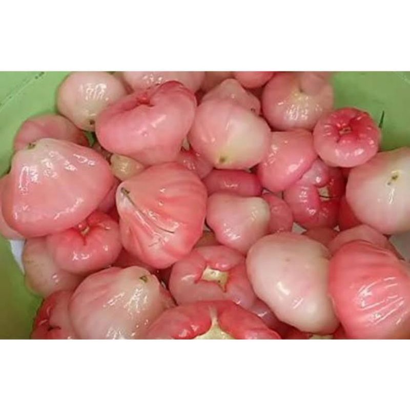 Jambu Air Segar (buah segar)