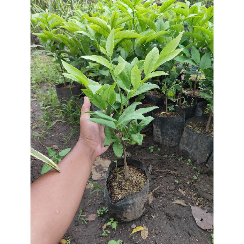 Bibit Tanaman Buah Manggis Jepang Pohon Hidup - TitipBibit