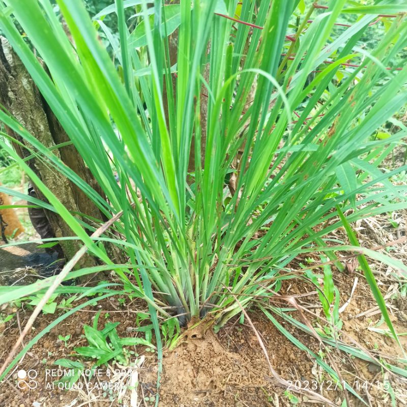 Bibit sereh/ serai dapur siap tanam murah